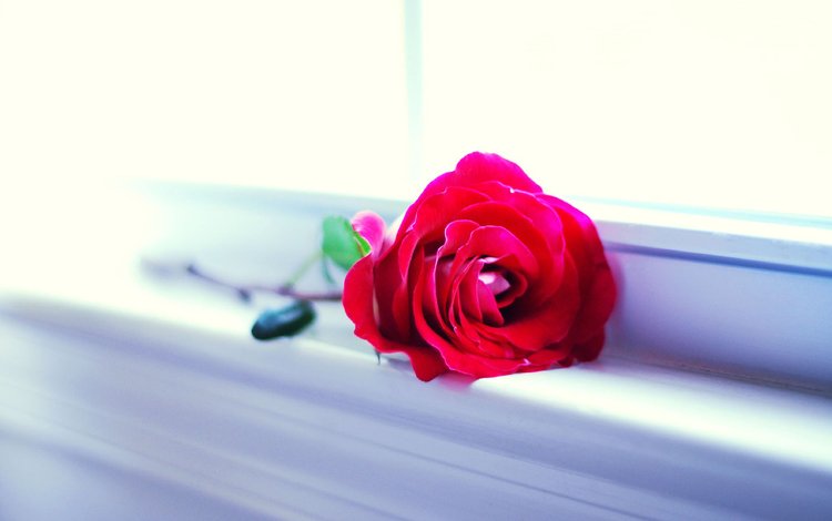 цветок, роза, красная, окно, подоконник, flower, rose, red, window, sill