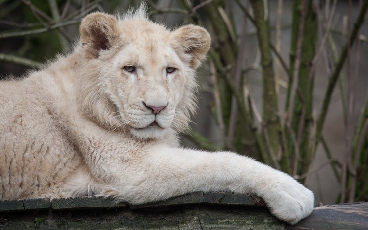 взгляд, белый, лежит, доски, хищник, лев, львёнок, дикая кошка, look, white, lies, board, predator, leo, lion, wild cat