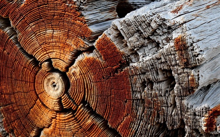 дерево, макро, фон, ствол, древесина, бревно, tree, macro, background, trunk, wood, log