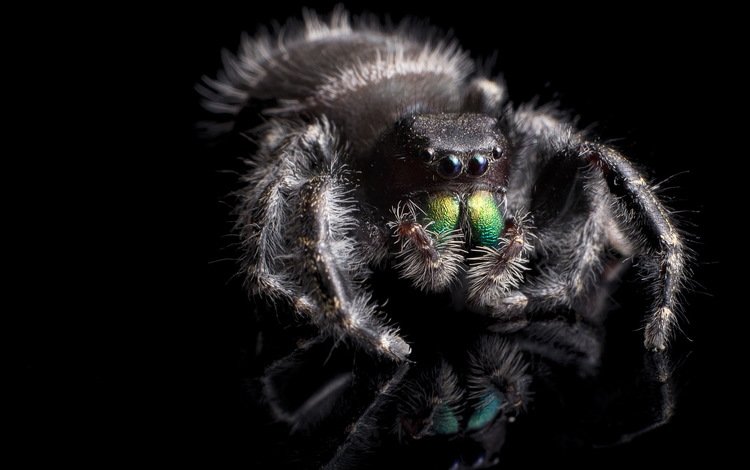 макро, фон, насекомые, черный фон, паук, крупным планом, phidippus audax, паук-скакун, macro, background, insects, black background, spider, closeup, spider-racer