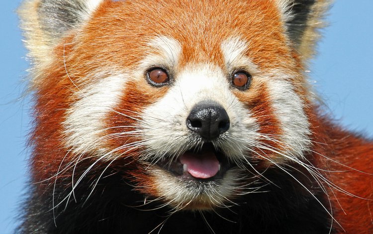 морда, взгляд, фаерфокс, красная панда, малая панда, face, look, firefox, red panda