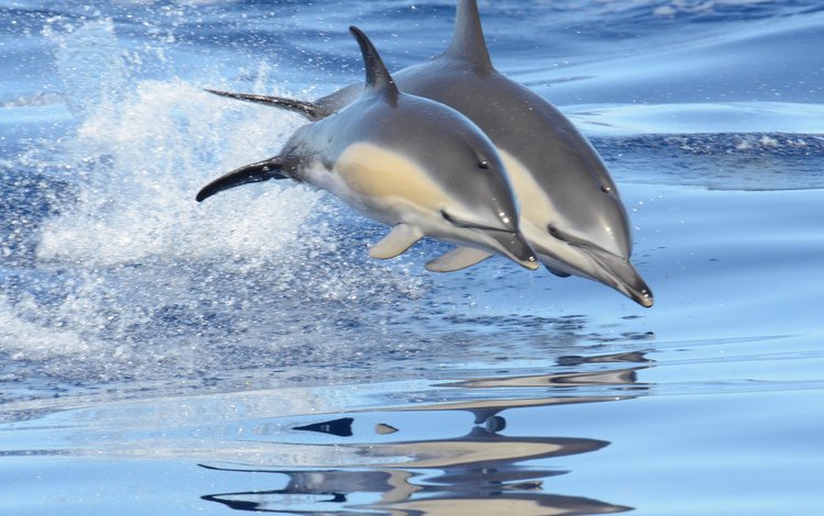 море, брызги, прыжок, пара, дельфины, sea, squirt, jump, pair, dolphins