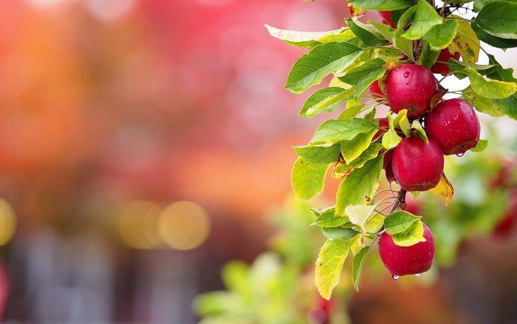 ветка, листья, капли, фрукты, яблоки, плоды, ветка яблони, branch, leaves, drops, fruit, apples, branch of apple