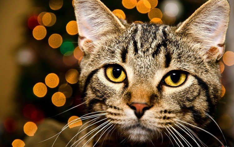 глаза, морда, огни, кот, кошка, взгляд, желтые, полосатый, боке, bokeh, eyes, face, lights, cat, look, yellow, striped