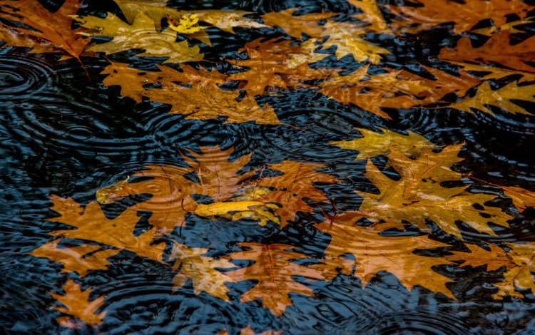 вода, природа, листья, осень, круги, лужа, water, nature, leaves, autumn, circles, puddle
