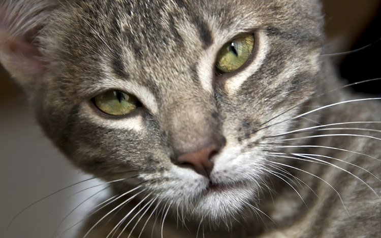 глаза, кот, усы, шерсть, кошка, серый, полосатый, eyes, cat, mustache, wool, grey, striped