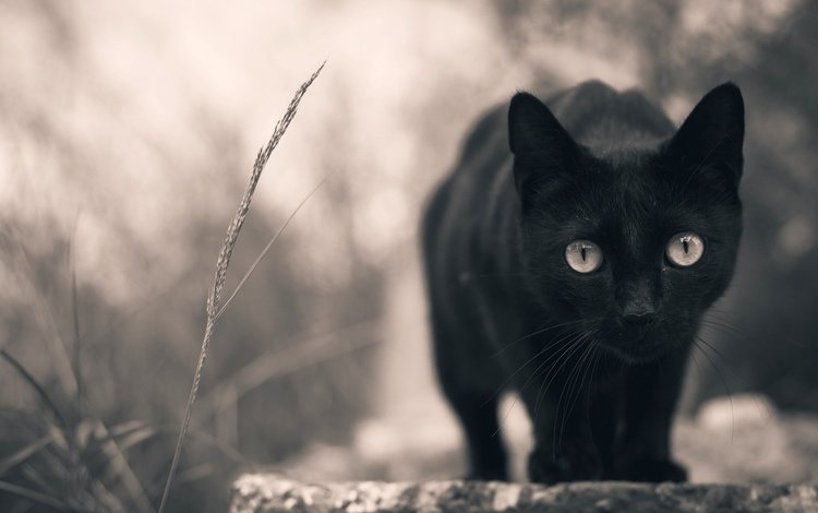 кот, мордочка, кошка, смотрит, взгляд, черный, лапки, cat, muzzle, looks, look, black, legs