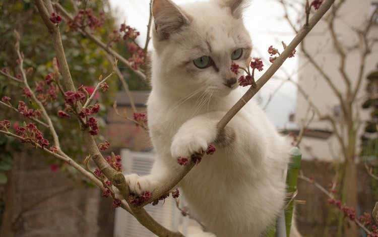 ветки, кошка, котенок, белый, на дереве, branches, cat, kitty, white, on the tree
