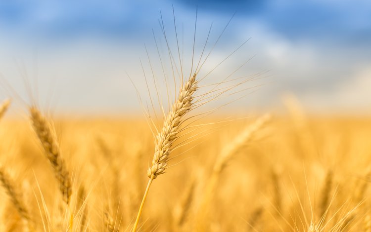 небо, природа, поле, лето, колосья, пшеница, the sky, nature, field, summer, ears, wheat