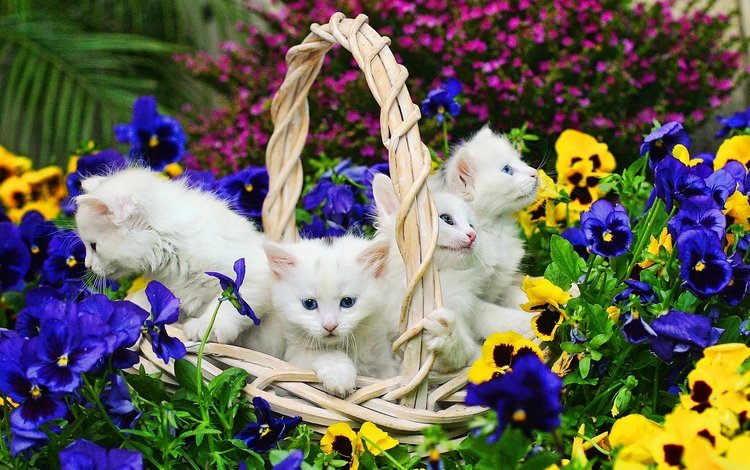 цветы, корзина, белые, кошки, котята, flowers, basket, white, cats, kittens