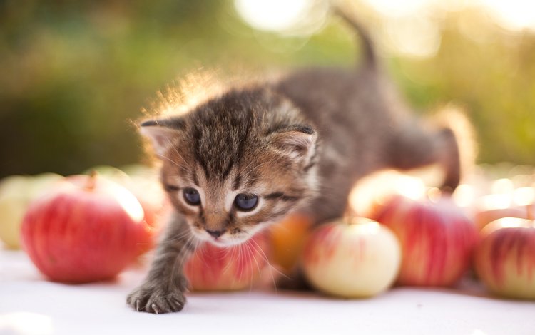 яблоки, кошка, котенок, шагает, apples, cat, kitty, steps