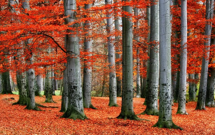 деревья, лес, листья, пейзаж, осень, красные, trees, forest, leaves, landscape, autumn, red