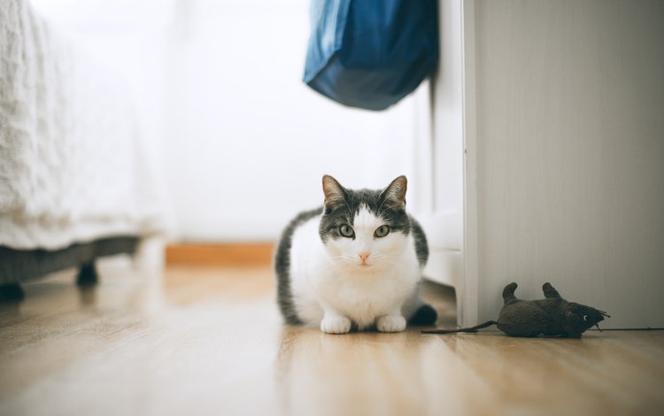 кот, кошка, комната, пол, домашние животные, cat, room, floor, pets