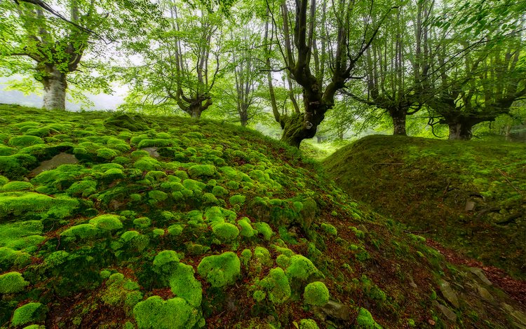 деревья, лес, мох, испания, овраг, бук, бискайя, trees, forest, moss, spain, the ravine, beech, biscay