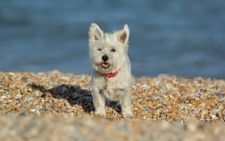 камни, собака, вест-хайленд-уайт-терьер, stones, dog, the west highland white terrier