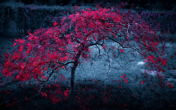 ночь, дерево, листья, фон, туман, осень, красные, темный, night, tree, leaves, background, fog, autumn, red, dark
