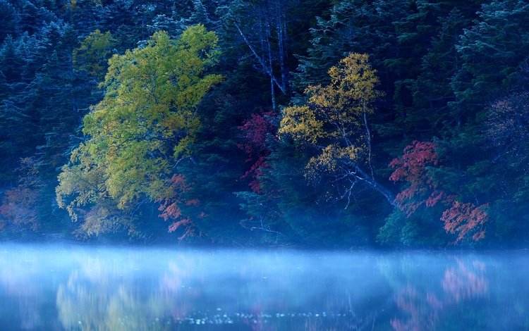 деревья, озеро, лес, туман, trees, lake, forest, fog