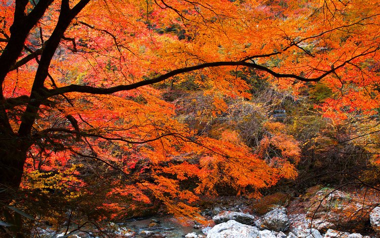 река, дерево, камни, лес, листья, ручей, осень, river, tree, stones, forest, leaves, stream, autumn