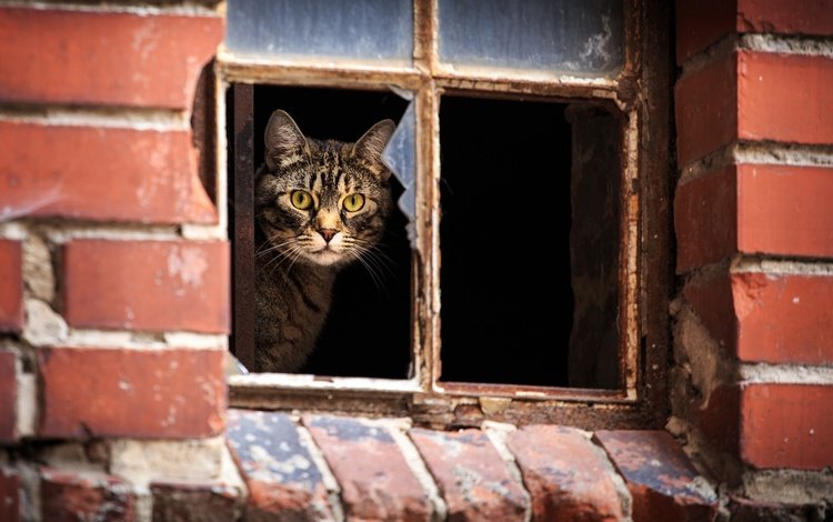 кот, кошка, взгляд, дом, окно, полосатый, cat, look, house, window, striped