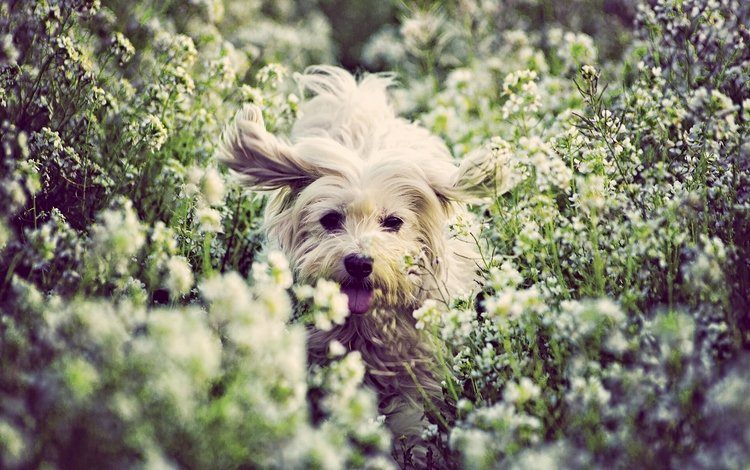 цветы, настроение, собака, радость, песик, котон де тулеар, flowers, mood, dog, joy, doggie, the coton de tulear