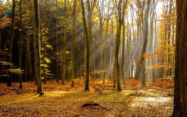 деревья, лес, лучи, осень, листопад, trees, forest, rays, autumn, falling leaves