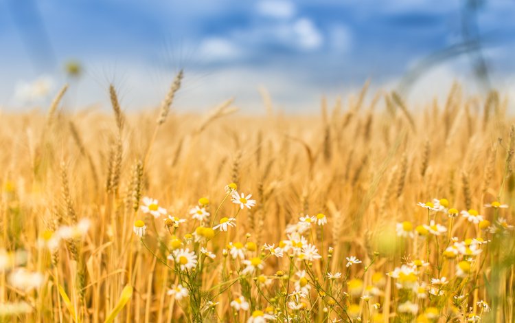 небо, цветы, природа, поле, лето, колосья, пшеница, ромашки, the sky, flowers, nature, field, summer, ears, wheat, chamomile