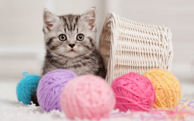 кошка, котенок, корзина, клубки, нитки, cat, kitty, basket, balls, thread