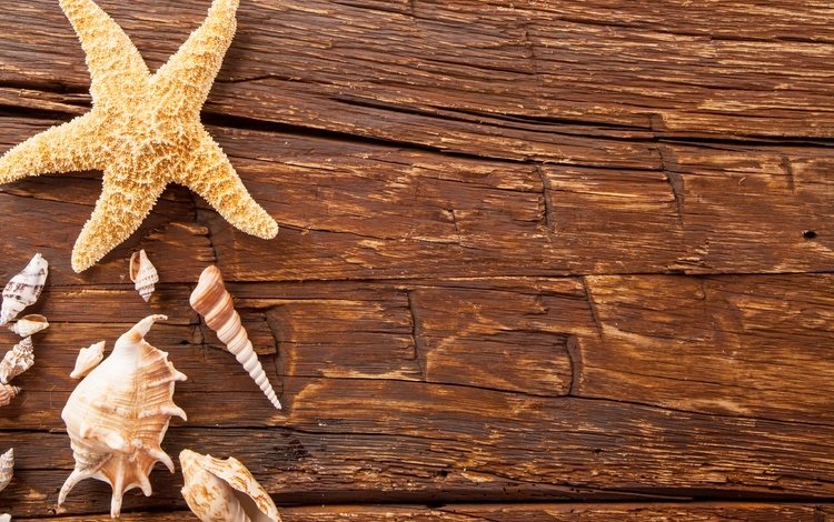 доски, ракушки, ракушка, морская звезда, деревянная поверхность, board, shell, starfish, wooden surface