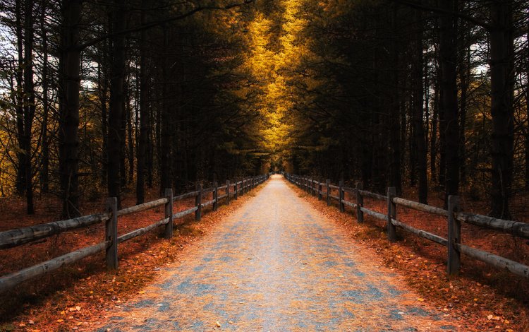 дорога, деревья, листья, осень, забор, road, trees, leaves, autumn, the fence