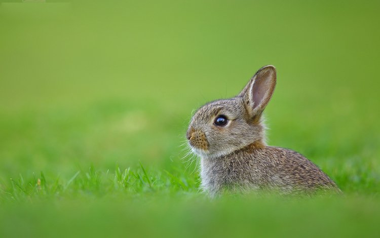 трава, кролик, заяц, grass, rabbit, hare
