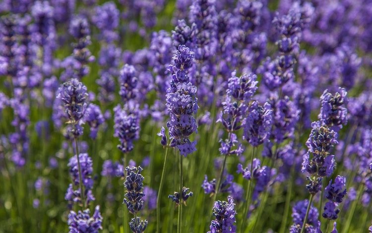 цветы, макро, поле, лаванда, луг, flowers, macro, field, lavender, meadow
