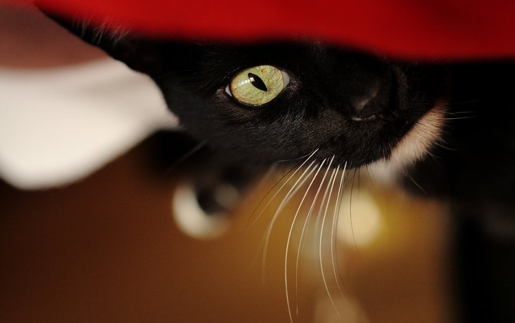 кот, кошка, взгляд, черный, фон.jpg, cat, look, black, ford