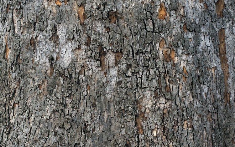 дерево, текстура, кора, tree, texture, bark