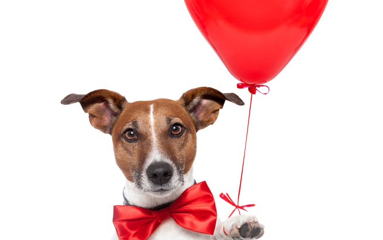 красный, собака, сердце, белый фон, воздушный шар, джек-рассел-терьер, red, dog, heart, white background, balloon, jack russell terrier