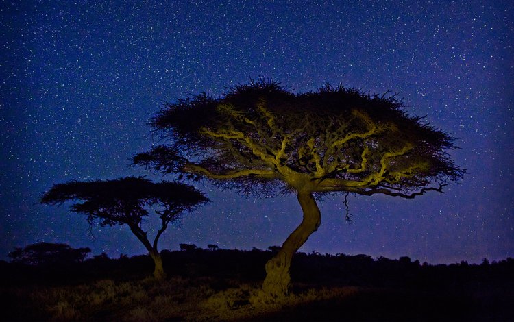 свет, ночь, дерево, звезды, африка, кения, акация, wildlife conservancy, light, night, tree, stars, africa, kenya, acacia
