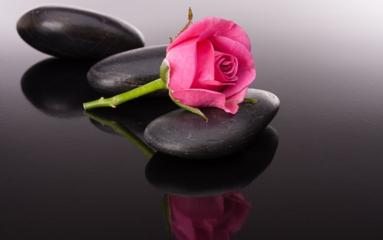 камни, отражение, цветок, роза, бутон, черный фон, камени, stones, reflection, flower, rose, bud, black background, kameni