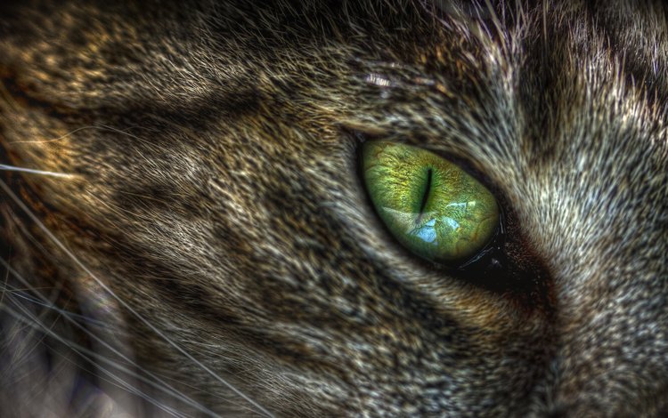 зелёный, макро, кот, кошка, глаз, кошачий, green, macro, cat, eyes