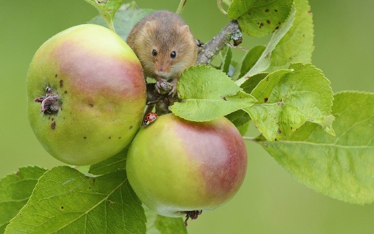 яблоки, мышь, apples, mouse
