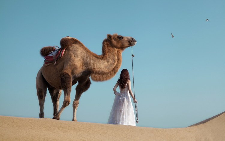 девушка, животные, пустыня, верблюд, girl, animals, desert, camel