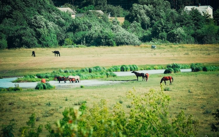 трава, вода, поле, лето, лошади, кони, речка, grass, water, field, summer, horse, horses, river