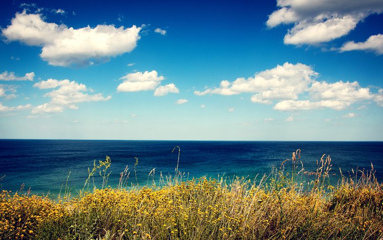 цветы, трава, облака, берег, море, вид, flowers, grass, clouds, shore, sea, view