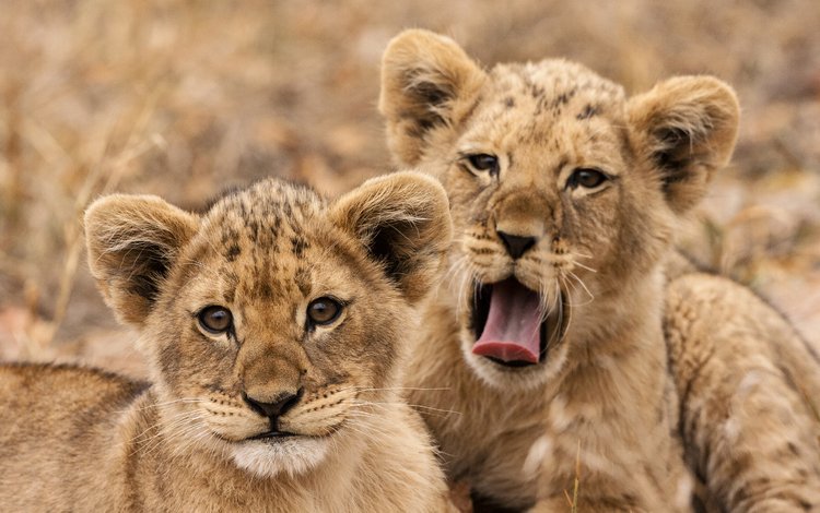 львы, львята, хищники, lions, the cubs, predators