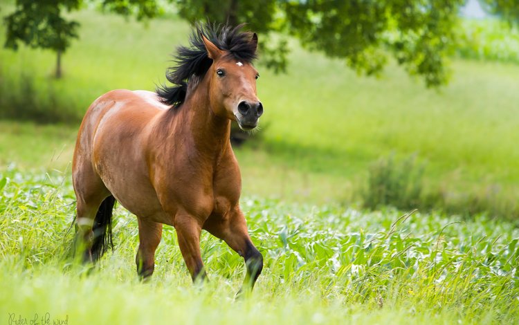 лошадь, зелень, бег, horse, greens, running