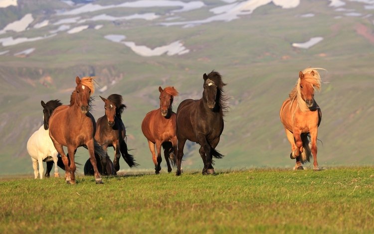 лошади, кони, исландия, horse, horses, iceland