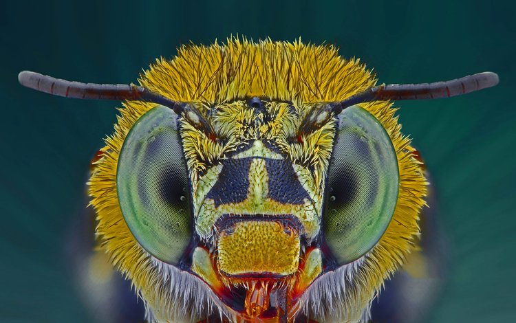 глаза, макро, насекомое, пчела, голубая, ленточная, eyes, macro, insect, bee, blue, tape
