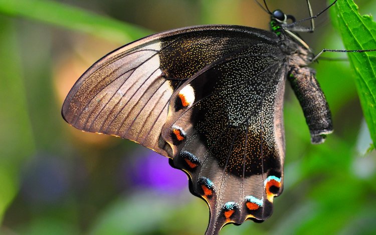 природа, насекомое, бабочка, крылья, лист, мотылек, nature, insect, butterfly, wings, sheet, moth