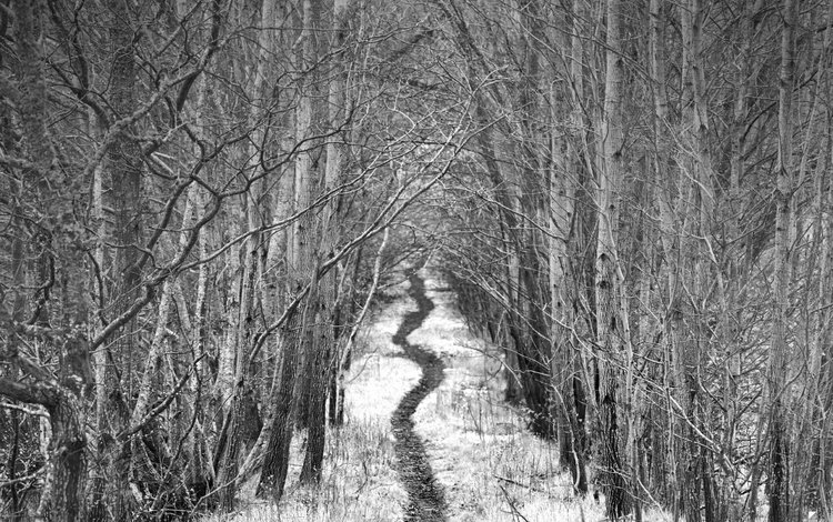 дорога, деревья, снег, зима, чёрно-белое, тропинка, аллея, robin de blanche, road, trees, snow, winter, black and white, path, alley