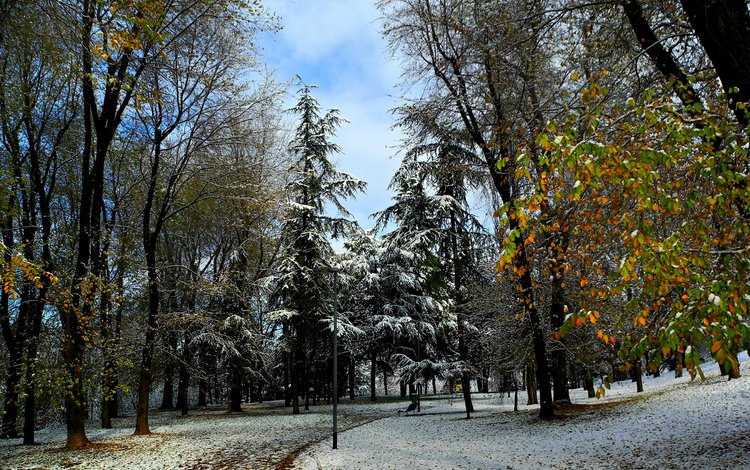 деревья, природа, зима, фото, парк, trees, nature, winter, photo, park