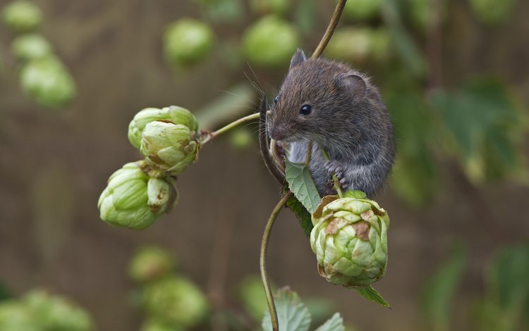 мышь, хмель, mouse, hops