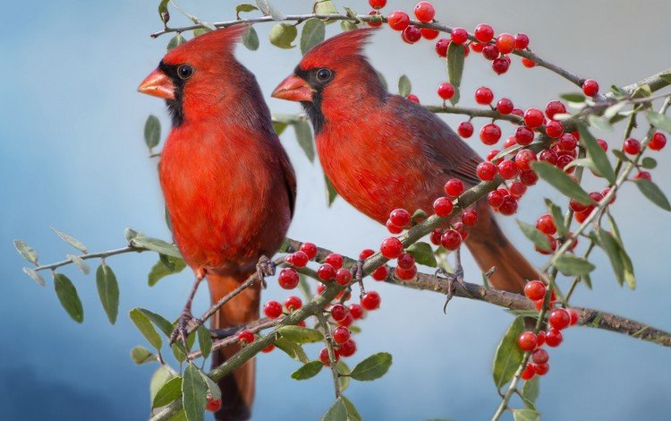 ветки, птицы, парочка, ягоды, красный кардинал, кардиналы, branches, birds, a couple, berries, red cardinal, the cardinals